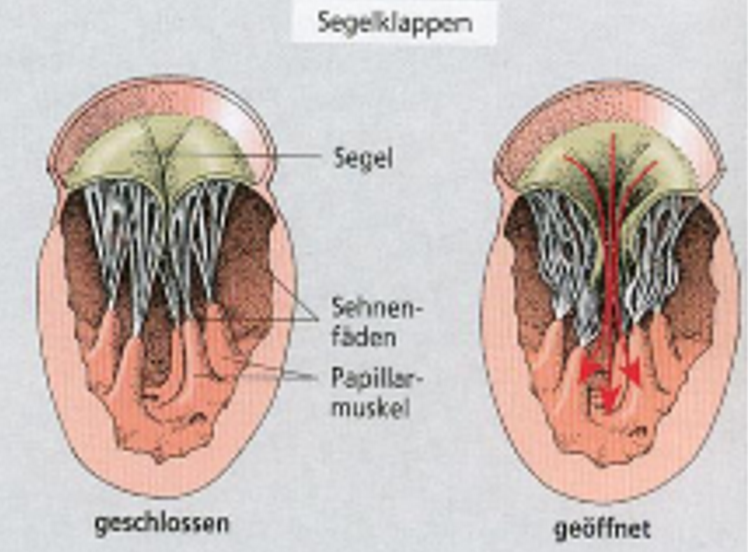 <p>werden je nach Druck passiv geöffnet oder geschlossen → höherer Druck = Klappe öffnet sich, Druck in Gegenrichtung = Klappe schliesst sich</p><p>geschlossen während Kammerkontraktion → kein Rückfluss in die Vorhöfe </p>