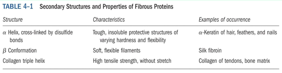 <p>What are globular proteins vs. fibrous proteins?</p>