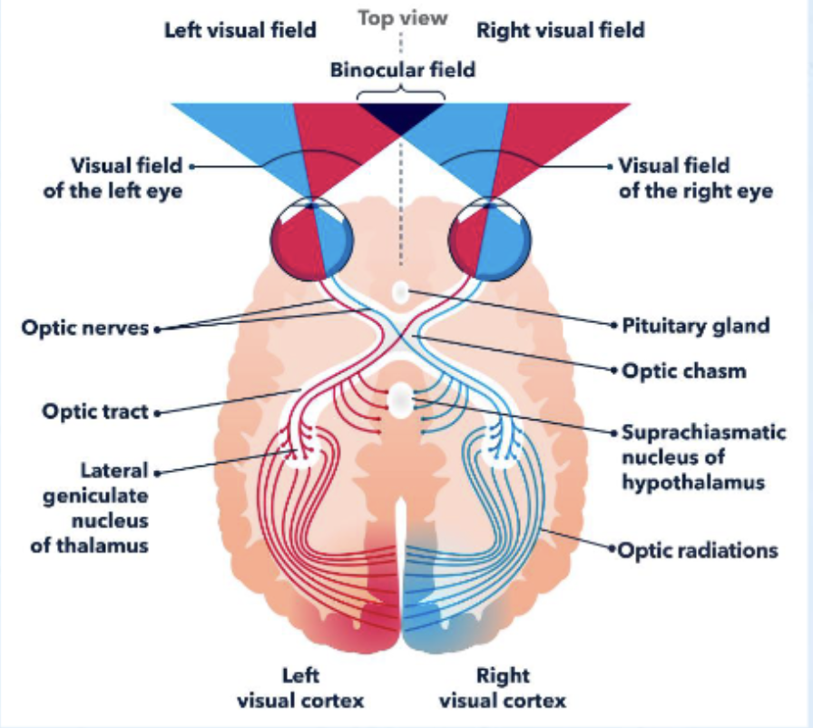 <p><strong>Be able to label all regions of the visual pathway from the retina to the occipital lobe including where the synapses are.</strong></p><ul><li><p><strong>What regions do fibers in the optic tract branch of to? For what functions?</strong></p></li></ul><ul><li><p><strong>What information crosses over at the optic chiasm?</strong></p></li></ul><ul><li><p><strong>What thalamic nuclei does the information from the visual system synapse in?</strong></p></li></ul><p></p>