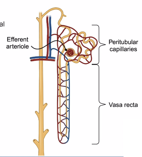 <p>Blood vasculature that exits the renal corpuscle, can form the peritubular capillaries or the vasa recta </p>