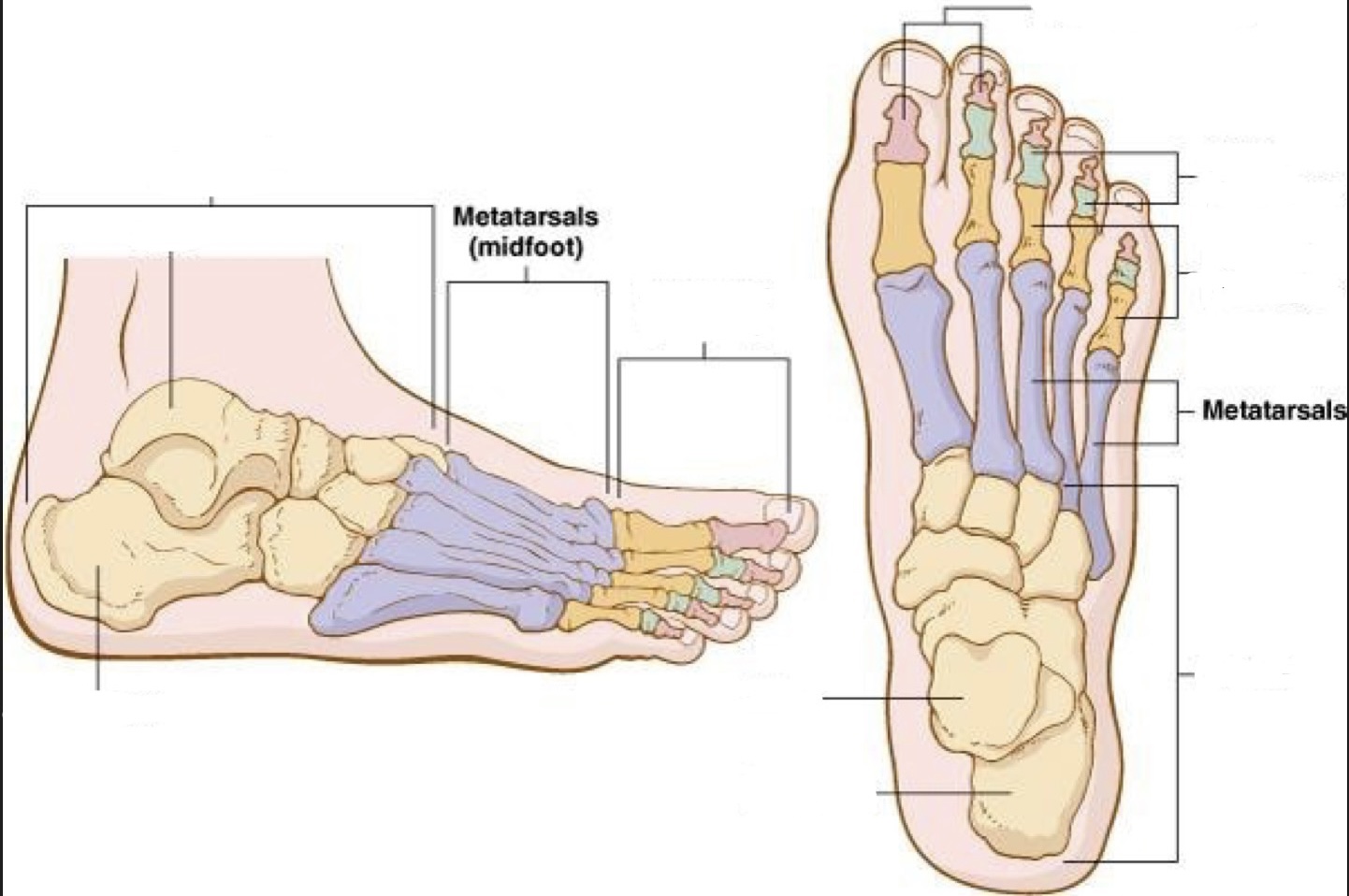 <p>metatarsal bone </p>
