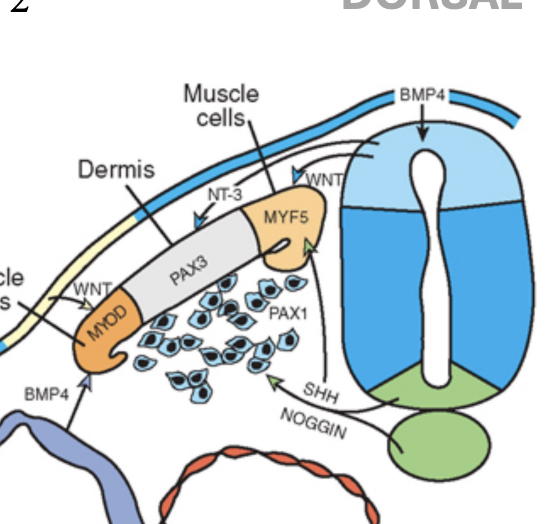 <p>dorsal neural tube and ectoderm </p>