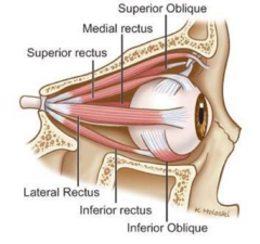 <p>superior rectus</p><p>inferior rectus</p><p>medial rectus</p><p>inferior oblique</p>