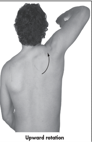 <p>Moving inferior angle superolaterally away from spinal column</p><p>Frontal Plane </p>