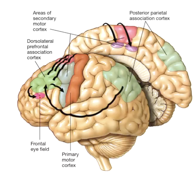 <ul><li><p class="Paragraph SCXO33230643 BCX0" style="text-align: left;"><span style="background-color: inherit; line-height: 19.55px; color: windowtext;">Neurons respond to characteristics and locations of objects</span><span style="line-height: 19.55px; color: windowtext;"> </span></p></li><li><p class="Paragraph SCXO33230643 BCX0" style="text-align: left;"><span style="background-color: inherit; line-height: 19.55px; color: windowtext;">Neurons begin to fire before action is executed and continue until it is completed</span><span style="line-height: 19.55px; color: windowtext;"> </span></p></li><li><p class="Paragraph SCXO33230643 BCX0" style="text-align: left;"><span style="background-color: inherit; line-height: 19.55px; color: windowtext;">Outputs to secondary + primary motor cortex and frontal eye field </span><span style="line-height: 19.55px; color: windowtext;"> </span></p></li></ul><p></p>