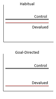<p>Similar to US devaluation </p><p>Procedure: </p><ol><li><p>Establish an R-O contingency </p></li></ol><p>→ ex: lever press → sucrose </p><ol start="2"><li><p>Devalue the outcome </p></li></ol><p>→ ex: sucrose paired with LiCI (illness/nausea) or sucrose left alone as control </p><ol start="3"><li><p>Test whether animal still performs the response</p></li></ol><p></p><p>Findings: </p><ul><li><p>If the anima reduces lever pressing after sucrose has been devalued, the behavior was goal-directed. </p></li><li><p>If animal keeps pressing despite devaluation, the behavior is habitual. </p></li></ul><p></p><p></p>
