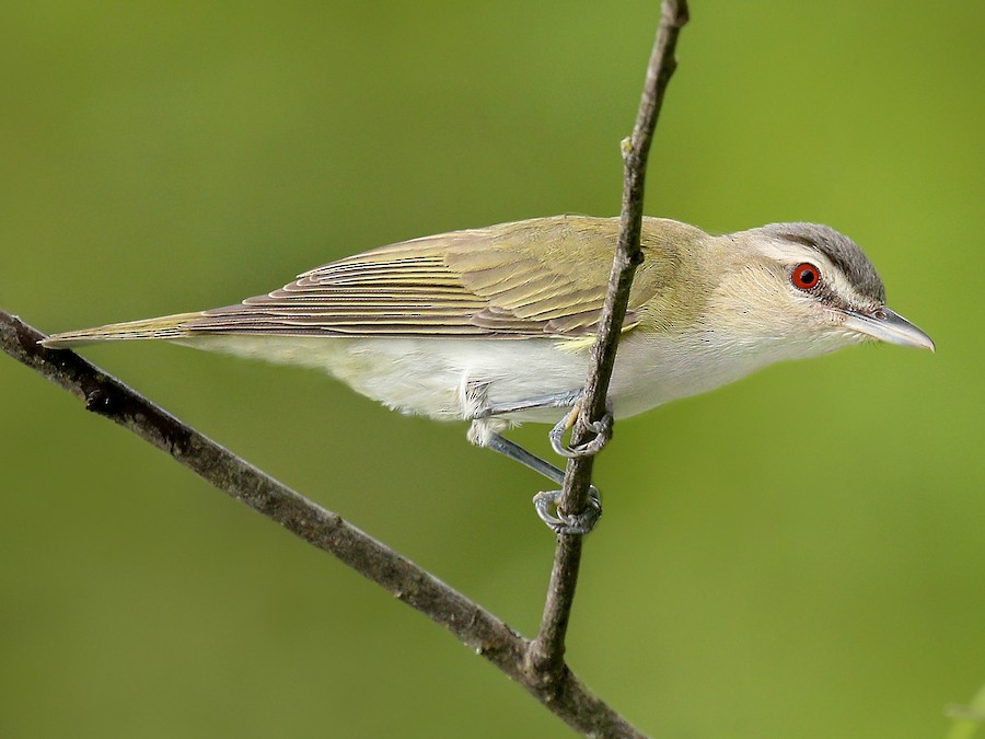 <p>What vertebrate is this?</p>