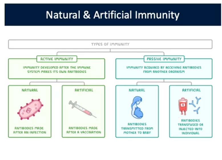 <p><strong>Natural Immunity</strong></p>