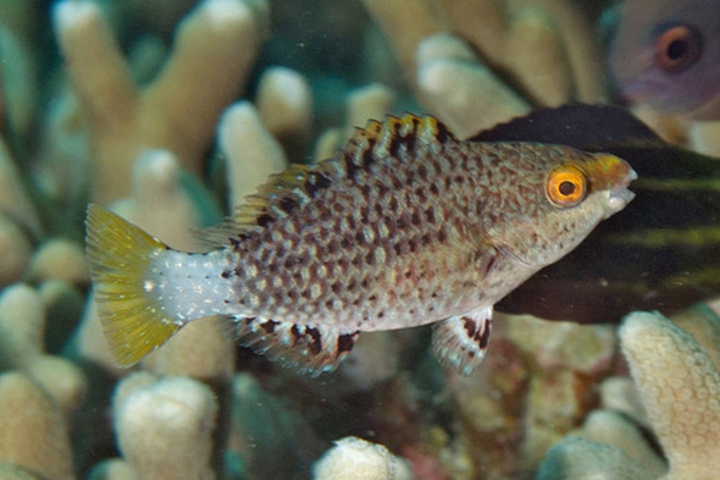<p>Scarus alyipinnis</p>