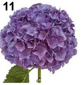 <p>Hydrangea</p>