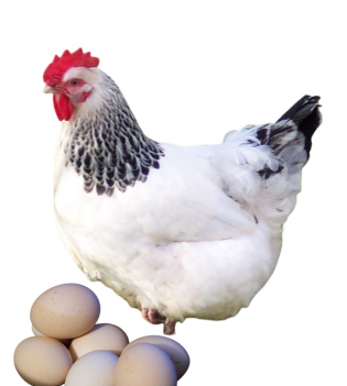 <ul><li><p>Dual-purpose </p></li><li><p>200-250 large, light brown eggs per year</p></li><li><p>2.5-3kg in aabout 16-20 weeks</p></li><li><p>UK, Southeast England</p></li><li><p>White body with a black neck and tail, </p></li></ul><p></p>