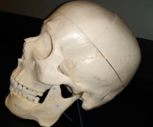 <p>What is this process? (Closer to teeth)</p>