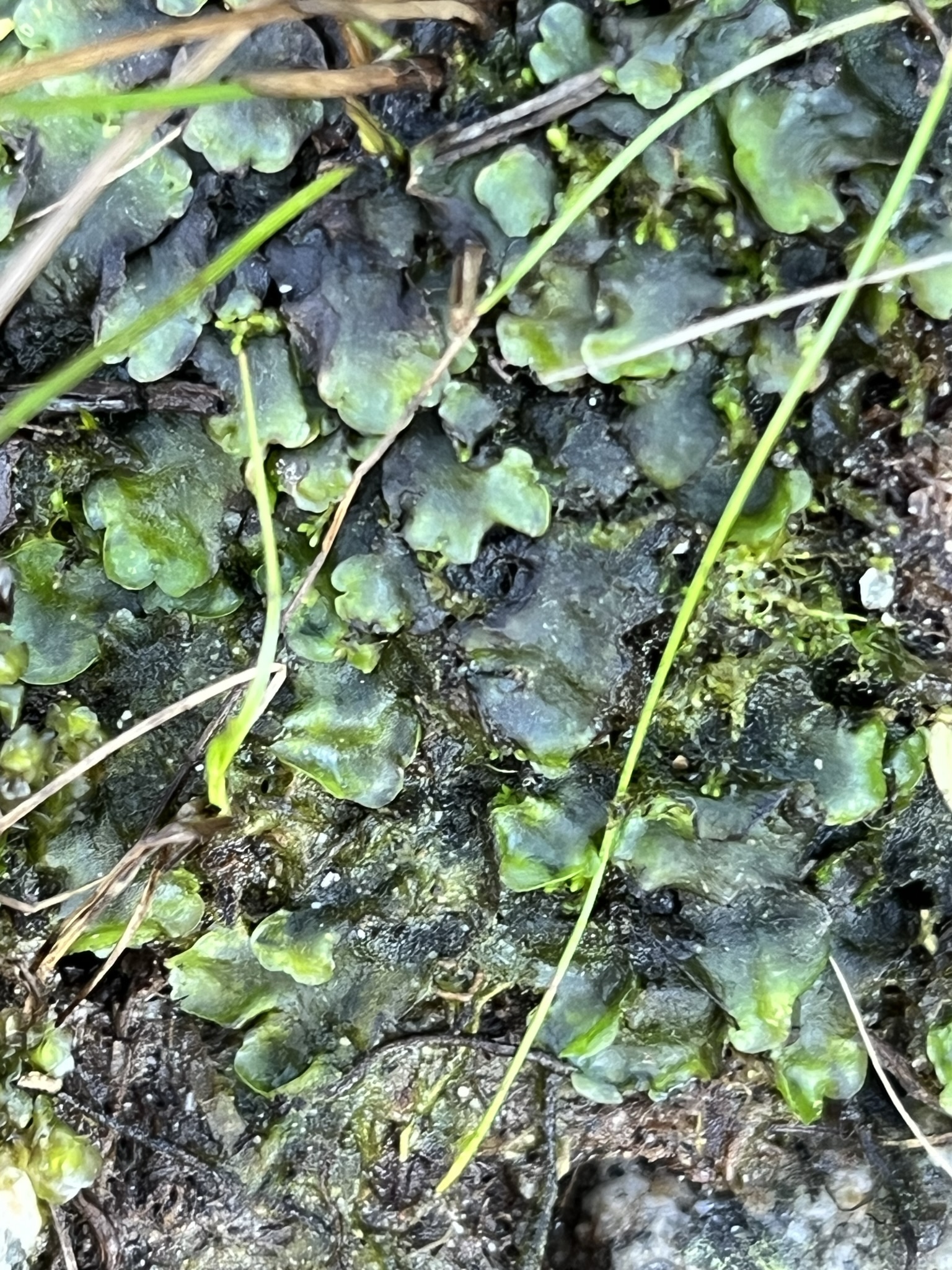 <p>What taxon does this belong to? </p>