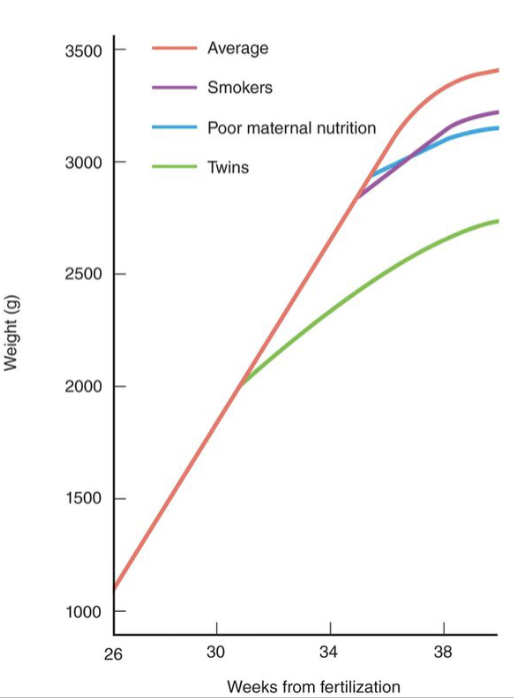 <p>Factors influencing fetal growth</p>
