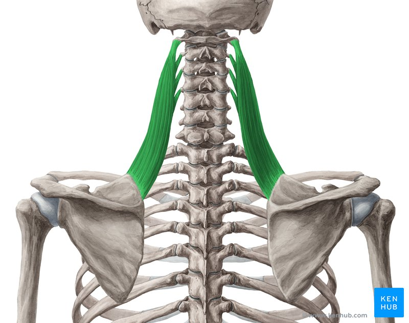 <ul><li><p>origin: transverse processes of C1 to C4</p></li><li><p>insertion: superior angle of the scapula</p></li><li><p>action: elevates the scapula; rotates the scapula at the glenohumeral joint (raises the shoulder blade)</p></li></ul><p></p>