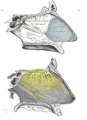 <ul><li><p><em>Organum olfactus</em></p></li><li><p><span style="background-color: transparent;">Az orrüreg felső részének nyálkahártyájában elhelyezkedő érzékhám → <em>szaglómező</em></span></p></li><li><p style="text-align: justify;"><span style="background-color: transparent;">Receptorai illékony anyagokat (gáz, gőz) érzékelnek</span></p></li><li><p style="text-align: justify;"><span style="background-color: transparent;">Sárgásbarna színű, <strong>5 cm<sup>2</sup></strong>-nyi terület</span></p></li><li><p style="text-align: justify;"><span><strong>Szaglósejtek</strong></span><span style="background-color: transparent;"> és </span><span><strong>támasztósejtek</strong></span></p></li><li><p style="text-align: justify;"><span style="background-color: transparent;">Csontos és porcos septum, szaglóidegek</span></p></li><li><p style="text-align: justify;"><span style="background-color: transparent;">Az ingerületet a szaglóideg (I.) viszi az agyvelőbe, a talamuszt kikerüli → az ingerület eljut az érző kéregig, ahol kialakul az érzet</span></p></li></ul><p></p>