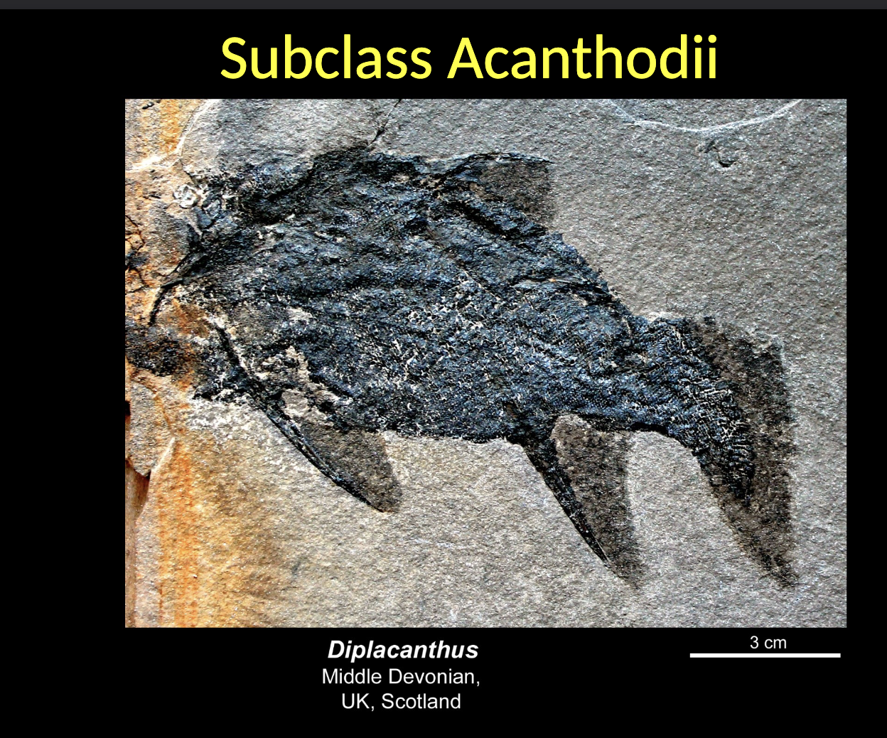 <p><span style="color: rgb(251, 251, 251);">Acanthodii - Diplacanthus </span></p><ul><li><p>middle DEVONIAN </p></li><li><p>Scotland </p></li></ul><p></p>