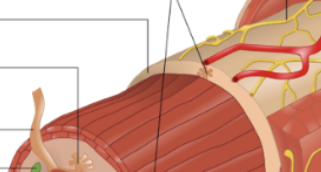 <p>Second layer of GIT, contains vasculature, lymphatics and nerves. Also has immune cells, exocrine glands and the submucosal plexus (acts on glands)</p>