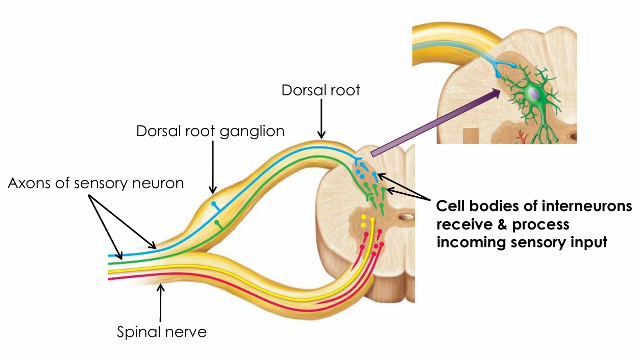 <ul><li><p>In the posterior (dorsal) gray horns</p></li></ul><p></p>