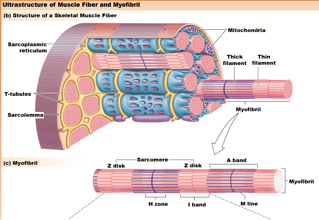 <p>Function of I band?</p>