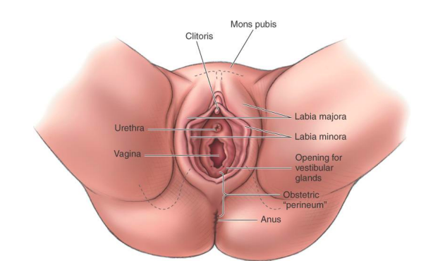 <p>forchette aka perineum </p><p>episiotomy: cut of perineum during birth if baby is stuck/too big </p>