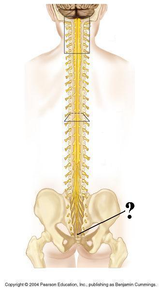 <p>Identify the indicated structure</p>