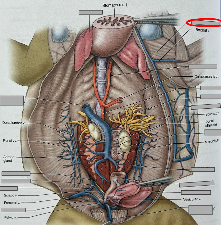 <p>What part of the organism is this?</p>