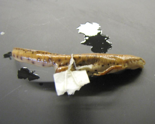 <p>Common name, Family, Scientific Name?</p>