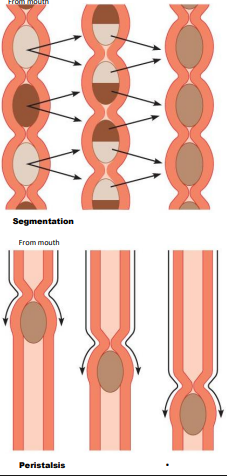 <ul><li><p>mechanical - segmentation and peristalsis</p></li><li><p>chemical - involves secretion from</p><ul><li><p>pancreas</p></li><li><p>gall bladder (release bile into intestine)</p></li><li><p>intestinal wall</p></li></ul></li><li><p>(accessory organs)</p></li></ul><p></p>