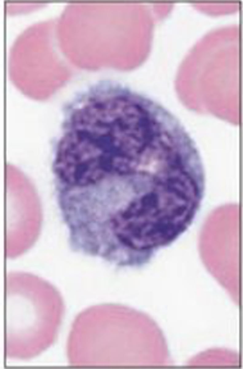 <p>Identify the blood formed element</p>