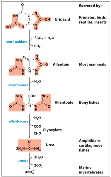 <p>Allantoin, Allantoate and Urea</p>