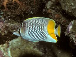 <p>Chaetodon madagaskariensis</p>