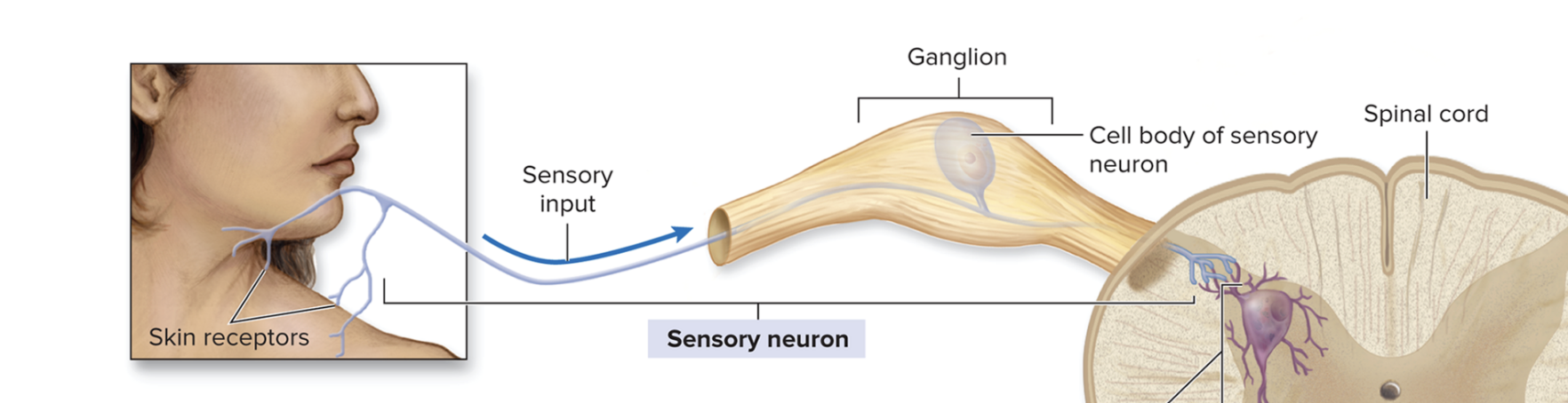 <p>What are sensory (afferent) neurons?</p>