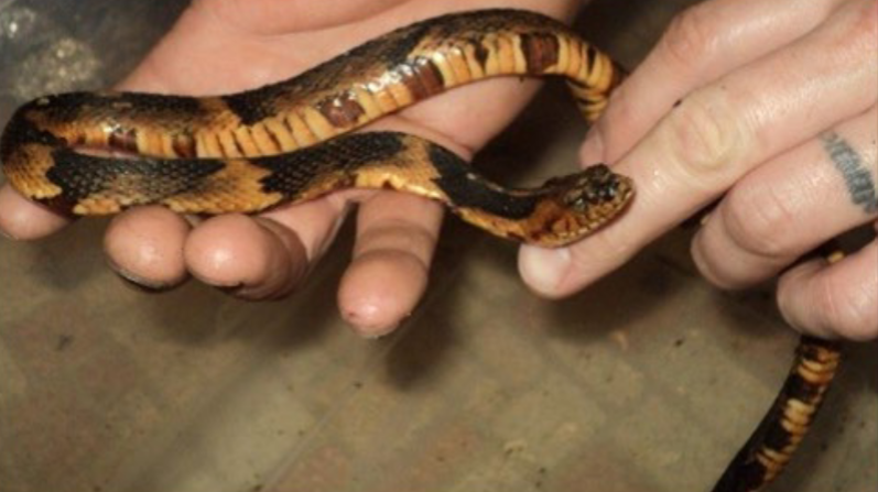 <p>Family: Colubridae;</p><p>Latin: Nerodia fasciata</p><p>Southern Watersnake</p>