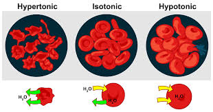 <p>the effects of solution on the cell</p><ol><li><p><strong>isotonic</strong>: concentration of the solute = concentration of cell (no movement, normal cell shape)</p></li><li><p><strong>hypertonic</strong>: higher solute concentration in the solution so the solvent moves OUT of the cell (shrinking/crenate)</p></li><li><p><strong>hypotonic</strong>: higher solute concentration in the cell so the solvent moves INTO the cell (swell/lyse)</p></li></ol><p></p>