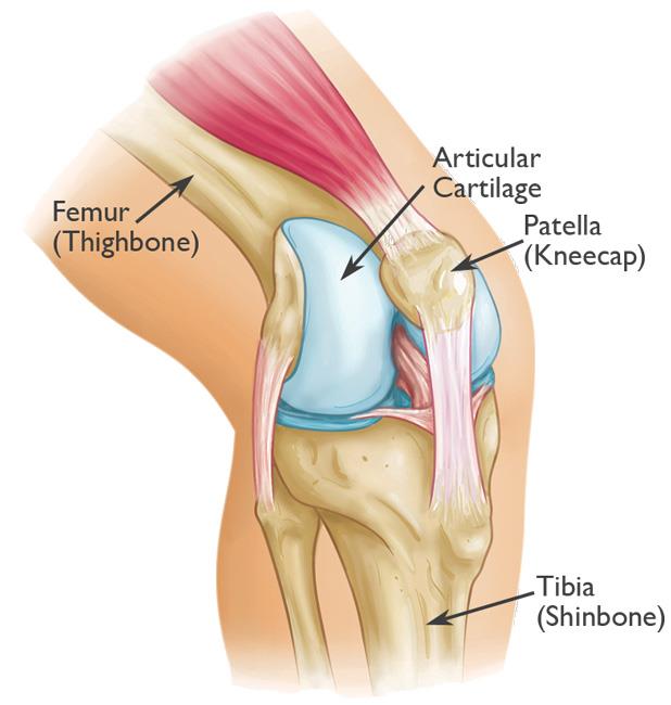 <p>The knee aka the patella </p>