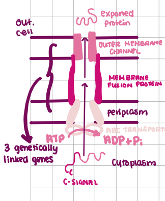 <p>3 linked proteins, move protein outside cell, ATP hydrolysis, SEC-Independent </p><p></p>
