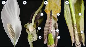 <p>spadix</p>