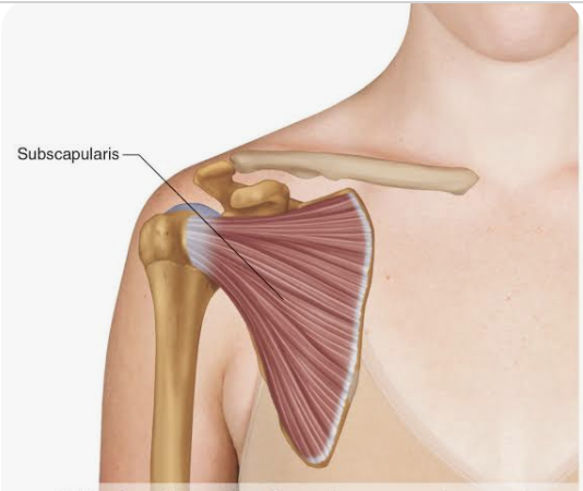<p>O: Subscapular fossa of scapula (on anterior scapula!)</p><p>I: Lesser tuberosity of humerus</p><p>A: Medial rotation of arm; stabilization of GHJ</p><p>N: Subscapular nerve</p>