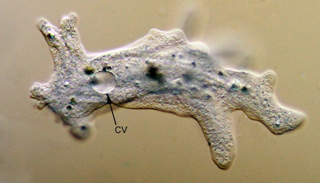 contractile vacuole