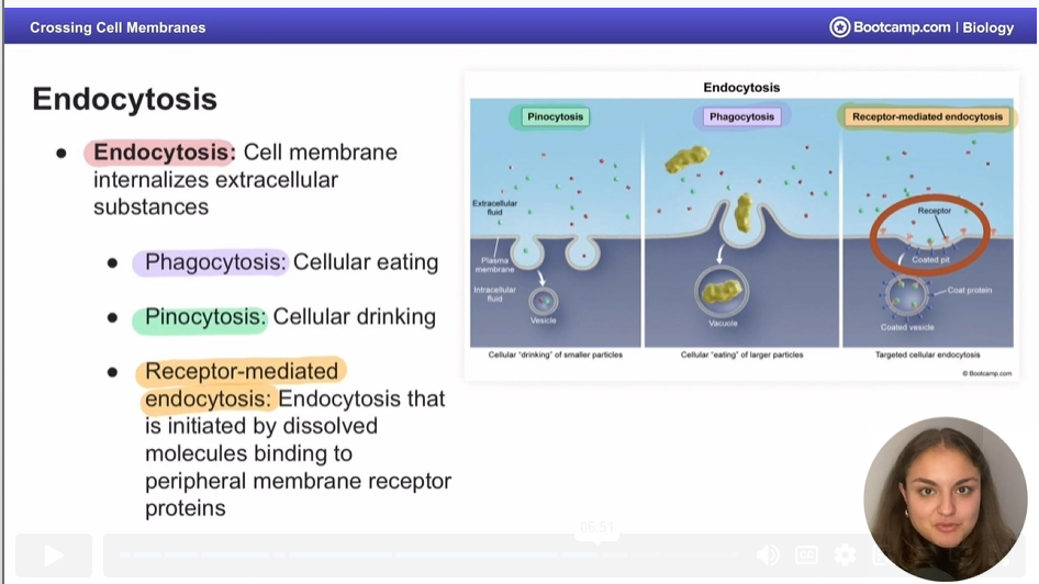 <p>Cell membrane internalizes extracellular substances</p><p>can be pinocytosis, phagocytosis, or receptor mediated endocytosis</p>