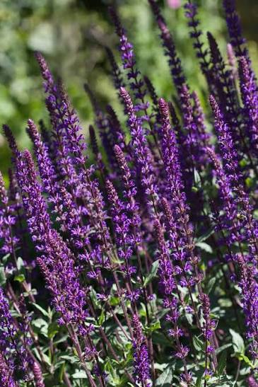 <p><em>Salvia</em> <em>nemorosa </em>'Caradonna' height</p>