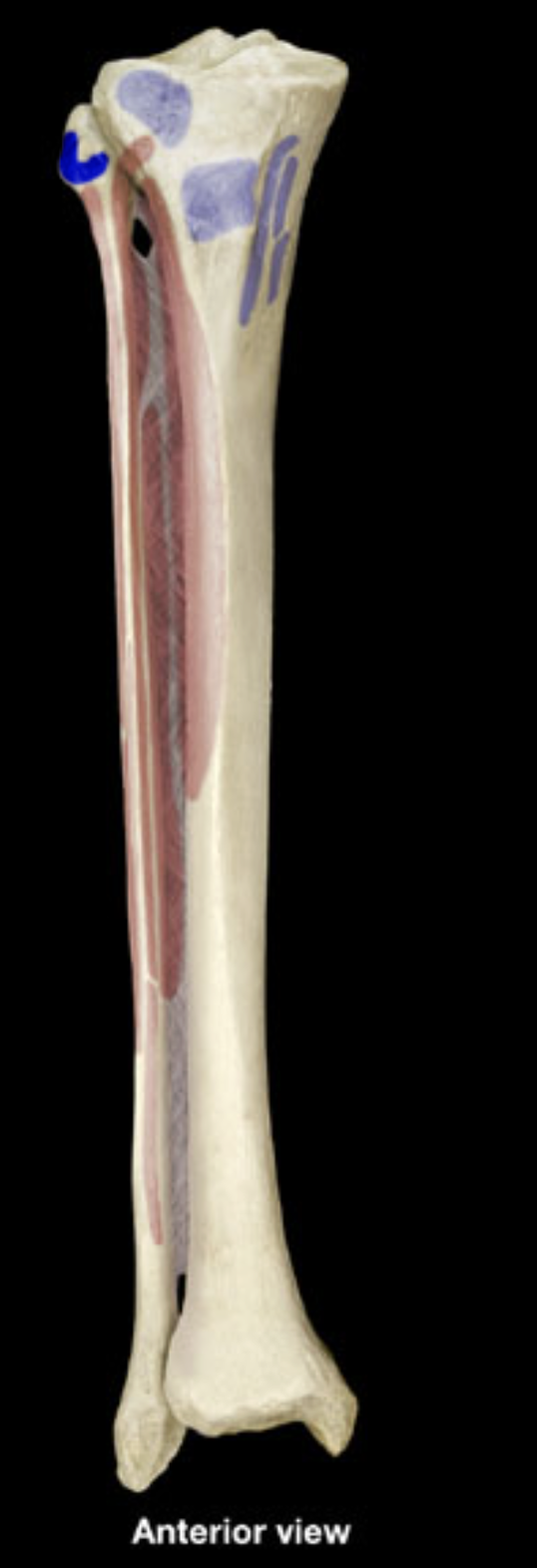 <p>head of fibula</p><p>lateral condyle of tibia</p>