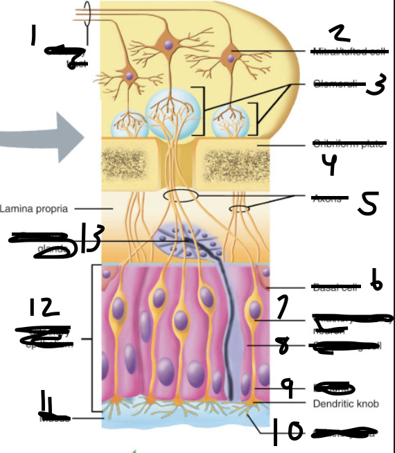 <p>What is label 9?</p>