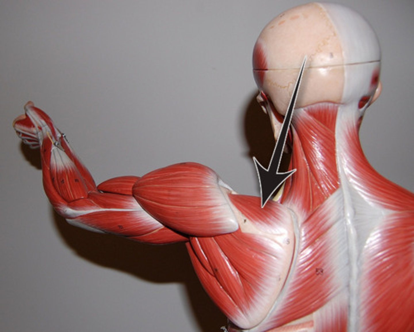 <p>Part of rotator cuff</p><p>Action - abducts arm; stabilizes the head of the humerus in glenoid cavity</p><p>Origin - supraspinous fossa of scapula</p><p>Insertion - lesser tubercle of humorus</p>