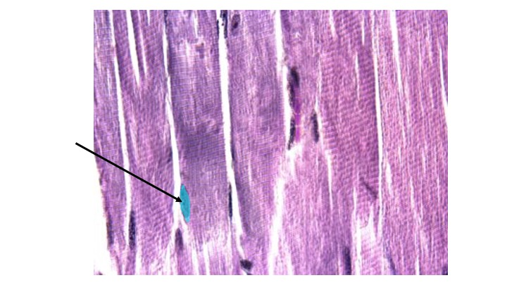 <p>Identify the highlighted structure.</p>