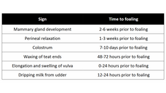 <p>Most commonly observed clinical sign in mares that occurs 48-72 hours prior to foaling</p><p>-Thick, waxy exudate</p>