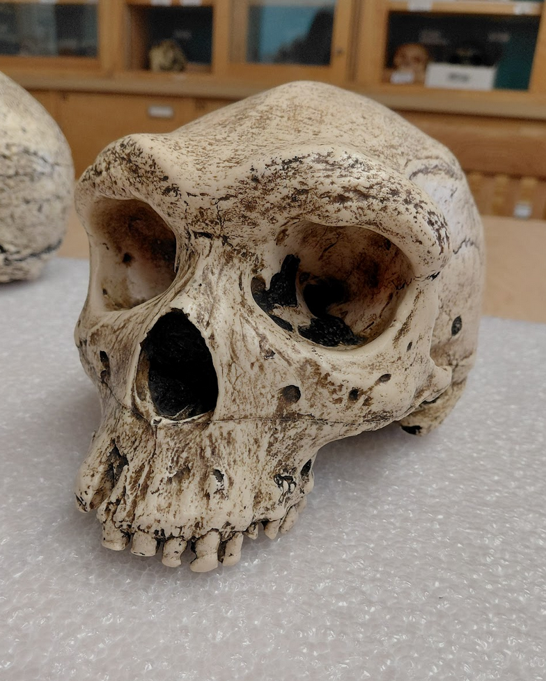 <p>What is the genus and species of this specimen? How do you know?</p>