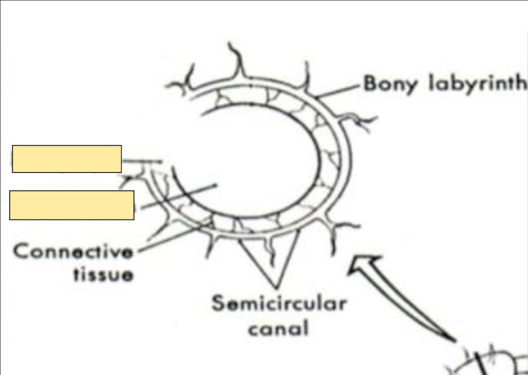 <p>top to bottom </p>