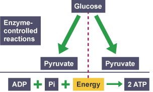 <p><span style="color: blue;"><strong>Glucose </strong></span>is broken down into 2 molecules of <strong>pyruvate</strong>. This generates 2 molecules of <strong>ATP</strong>. This reaction is controlled by <span style="color: purple;"><strong>enzymes </strong></span>and takes place in the <strong>cytoplasm</strong>.</p>